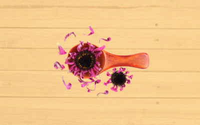 10 Beneficios de la Echinacea